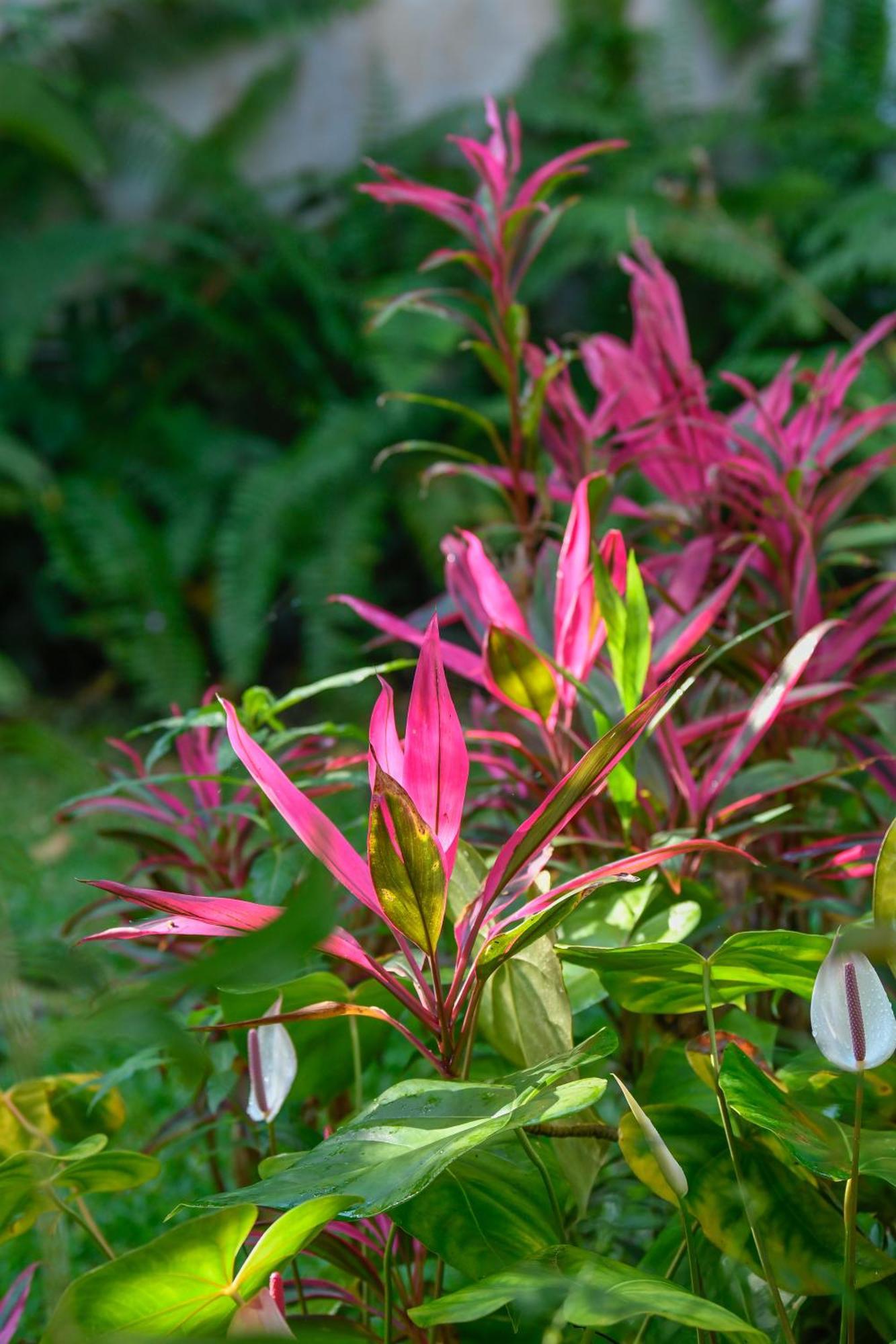 Le Medinilla Bed and Breakfast Bras-Panon Buitenkant foto
